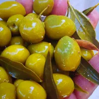 زیتون کنسروی امساله