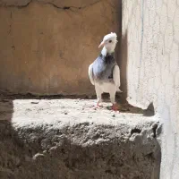 کفتر کبوتر طوقی نهاوند