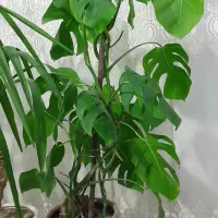 گل‌‌برگ‌انجیری‌و‌یو‌کا‌ودفین‌باخی