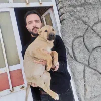 سگ سرابی اصیل|سگ|خسروشاه, |دیوار