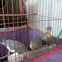 یک جفت عروس هلندی|پرنده|نوشین شهر, |دیوار