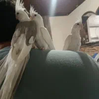 عروس هلندی|پرنده|تالش, جوکندان|دیوار