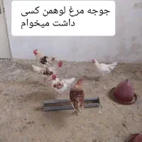 گمشده