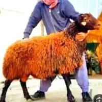 کاور نر چاق