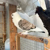 فروش کبوتر بلژیکی|پرنده|بابل, |دیوار