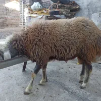 بره قوچی چاق چاق