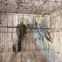 جفت عروس هلندی