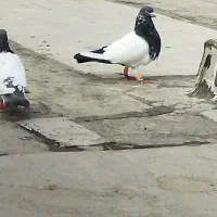 کبوتر کله دار