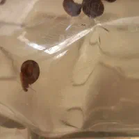 حلزون|خزنده|مشهد, کوی دروی|دیوار