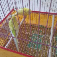 مرغ عشق|پرنده|بندر دیر, |دیوار