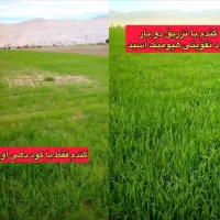 افزایش جوانه‌زنی و تناژ گندم|خدمات باغبانی و درختکاری|دهگلان, |دیوار