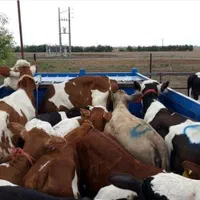 فروش گوساله های اصیل|حیوانات مزرعه|بندر ترکمن, |دیوار