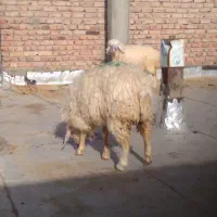 بره وبزغاله|حیوانات مزرعه|زاهدان, |دیوار