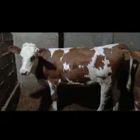 کوساله ماده سیمینتال