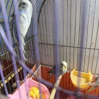 مرغ عشق|پرنده|قم, شهر قائم|دیوار