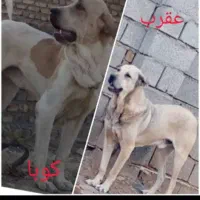 سگ خونگی|سگ|زالیان, |دیوار