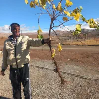 بسـیار مقـاوم وبهـره وری بهــتر