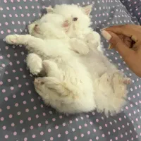 گربه پرشین سفید چشم ابی نر