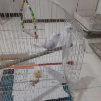 یک جفت البینو نروماده مولد اماده اماده سفید برفی|پرنده|تبریز, |دیوار