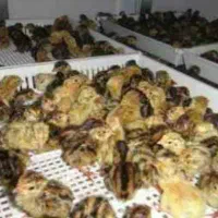 جوجه بلدرچین