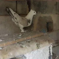 کبوتر  نر .ماده|پرنده|جوانرود, |دیوار