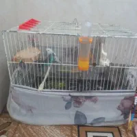 قفس پرنده