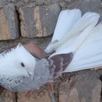 کفتر پرشی|پرنده|قم, باغ شازده|دیوار