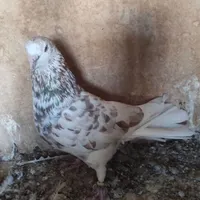 قلم کار کاکلی
