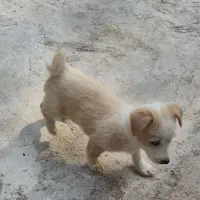 توله 2ماهه|سگ|ساوه, |دیوار