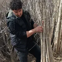 نهالستان فراز نهال /انواع نهال پیوندی /گردو انگور|گل و گیاه طبیعی|نوشهر, |دیوار