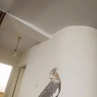 عروس هلندی|پرنده|کرج, شهرک بنفشه|دیوار