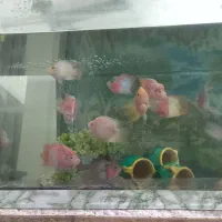 فروش ماهی فلاور