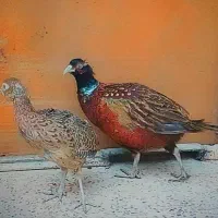 پرنده زینتی سیلور امریکایی بلژیکی و لیدی طاووس|پرنده|شیراز, امام حسین|دیوار