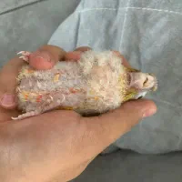 گرینچیک معاوضه