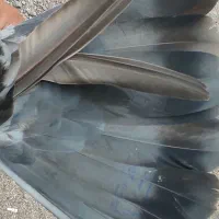 کبوتر