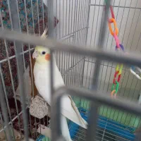 لوتینو ماده بسیار سالم و سرحال|پرنده|نجف‌آباد, ویلاشهر|دیوار