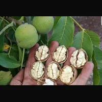 فروش باغ در اخر شبستر با تمامی وسایل داخل ویلا|فروش خانه و ویلا|تسوج, |دیوار