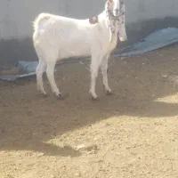 بز پاکستانی