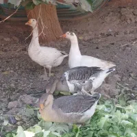 قاز اردک اسرائیلی بوقلمون اردک|حیوانات مزرعه|چهارباغ, |دیوار