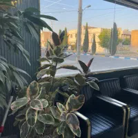 رهن و اجاره مغازه بیست متری بیمارستان