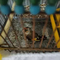 سهره جوجه سال  حلقه پا بسیار شرور