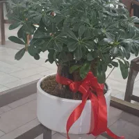 بنای شفلریا