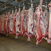 گوشت گرم گوساله و گوسفندی|خوردنی و آشامیدنی|رشت, توشیبا|دیوار