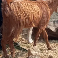 کهر ماده چاق در جم|حیوانات مزرعه|جم, |دیوار