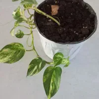 گلدون و گل طبیعی