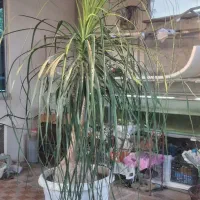 گل سیکاس و لیندا|گل و گیاه طبیعی|ارطه, |دیوار