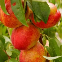 خرید میوه(سیب هلو شلیل)