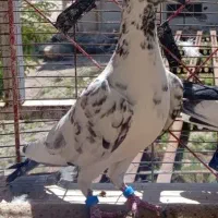 کفتر بزک گلی ماده