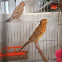 تعدادی قناری
