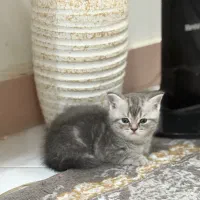 بچه گربه بریتیش